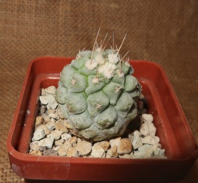 Strombocactus disciformis