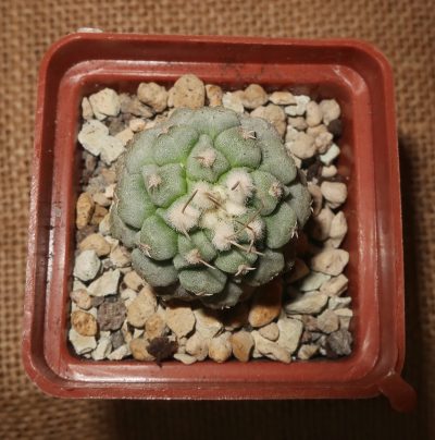 Strombocactus disciformis - Зображення 2