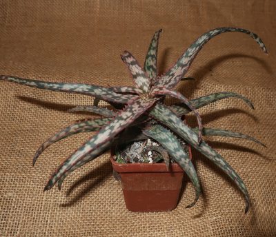 Aloe cv Dark Spider - Зображення 2