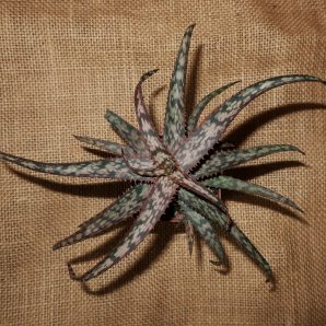Aloe cv Dark Spider