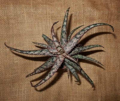 Aloe cv Dark Spider