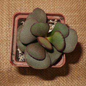 Adromischus marianiae Hallii (Avios Mountain)