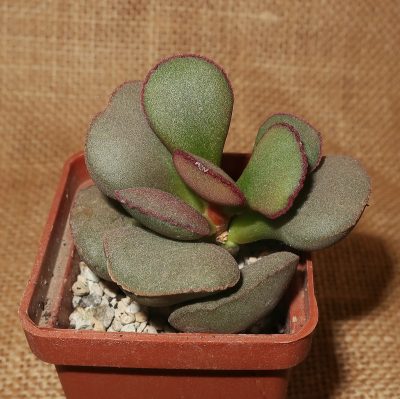 Adromischus marianiae Hallii (Avios Mountain) - Зображення 2