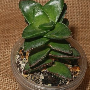 Crassula cv Springtime