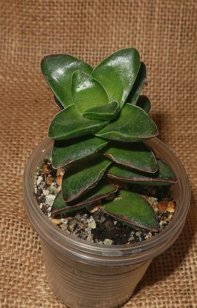 Crassula cv Springtime
