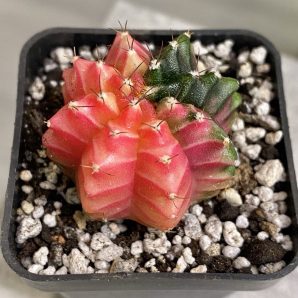Gymnocalycium mihanovichii hybrid f. variegata