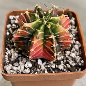 Gymnocalycium mihanovichii hybrid f. variegata
