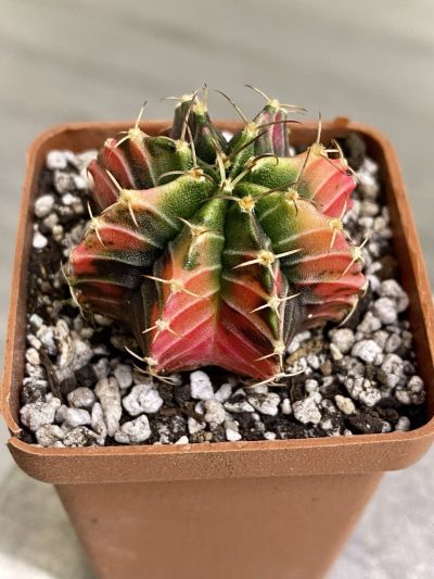 Gymnocalycium mihanovichii hybrid f. variegata