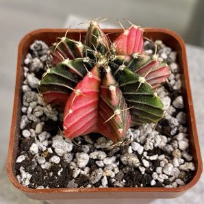 Gymnocalycium mihanovichii hybrid f. variegata