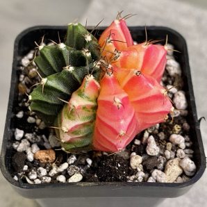 Gymnocalycium mihanovichii hybrid f. variegata
