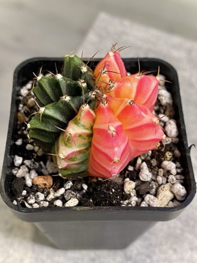 Gymnocalycium mihanovichii hybrid f. variegata