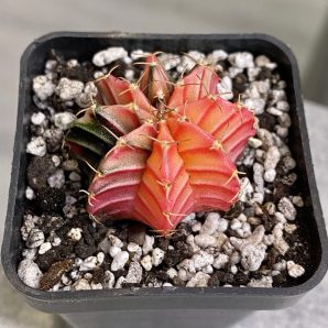 Gymnocalycium mihanovichii hybrid f. variegata
