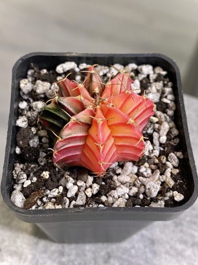 Gymnocalycium mihanovichii hybrid f. variegata