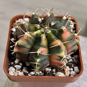 Gymnocalycium mihanovichii hybrid f. variegata