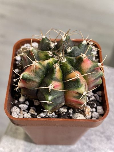 Gymnocalycium mihanovichii hybrid f. variegata