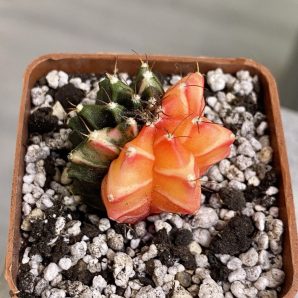 Gymnocalycium mihanovichii hybrid f. variegata