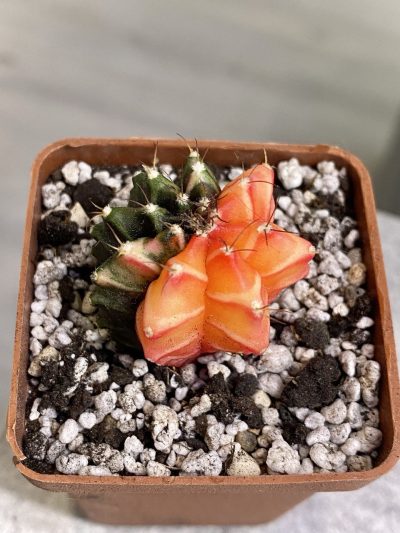 Gymnocalycium mihanovichii hybrid f. variegata