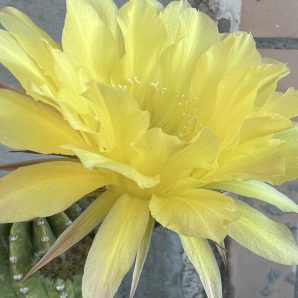 діточка Echinopsis 338 Westerwald, d = 2 см