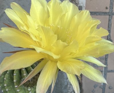 діточка Echinopsis 338 Westerwald, d = 2 см