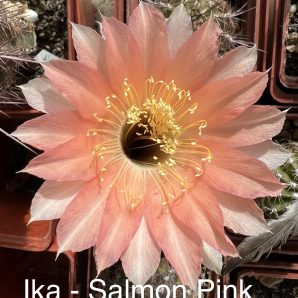 Echinopsis Ika - Salmon Pink (власний гібрид)