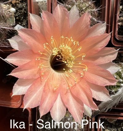 Echinopsis Ika - Salmon Pink (власний гібрид)