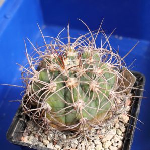Gymnocalycium acorrugatum HV 289