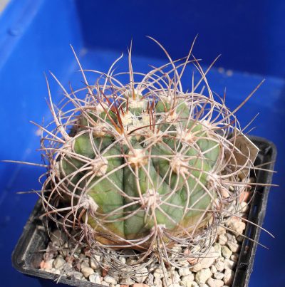 Gymnocalycium acorrugatum HV 289