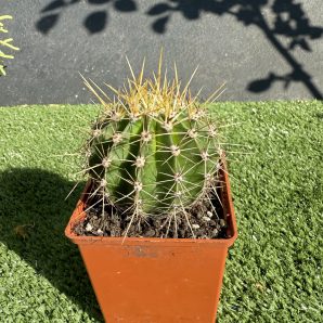 Echinopsis turbiflora