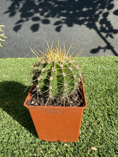 Echinopsis turbiflora