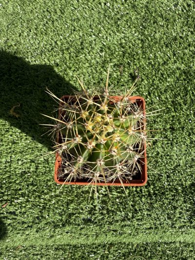Echinopsis turbiflora - Зображення 2