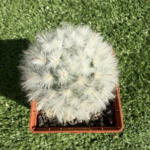 Mammillaria bocasana v. multilanata
