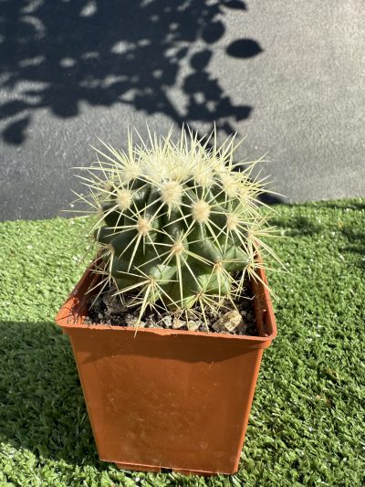 Echinocactus grussonii - Зображення 2