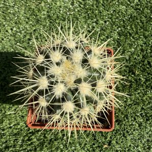 Echinocactus grussonii