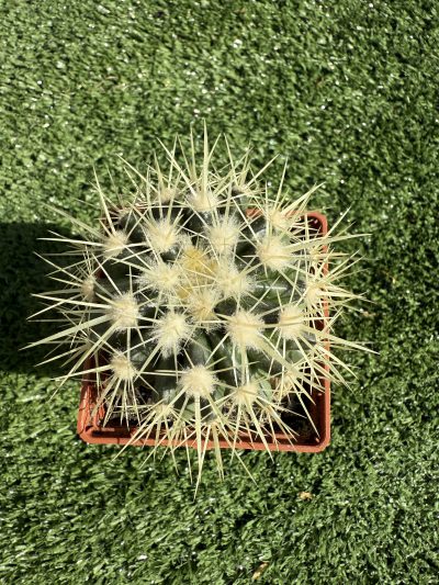 Echinocactus grussonii