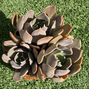 Echeveria Brown Olive