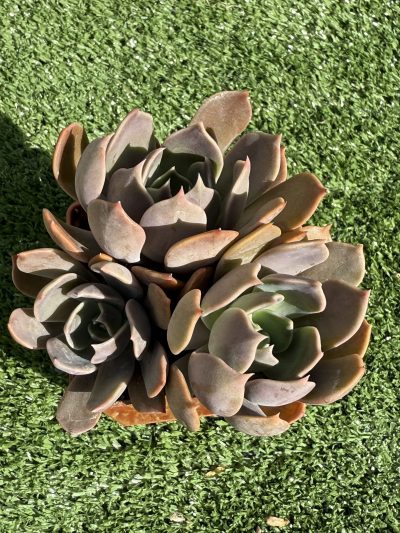 Echeveria Brown Olive
