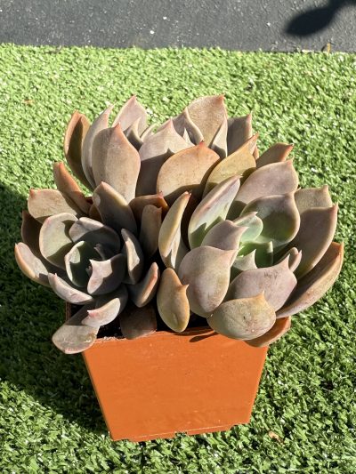 Echeveria Brown Olive - Зображення 2