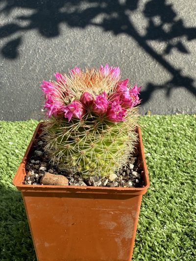 Mammillaria spinosissima - Зображення 2