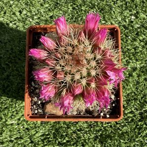 Mammillaria spinosissima