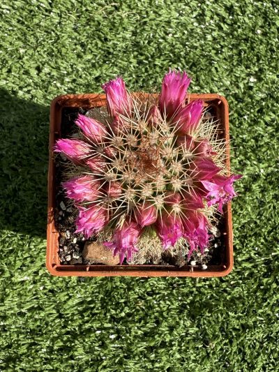 Mammillaria spinosissima