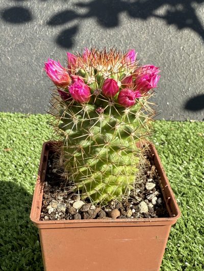 Mammillaria spinosissima - Зображення 2