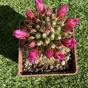 Mammillaria spinosissima