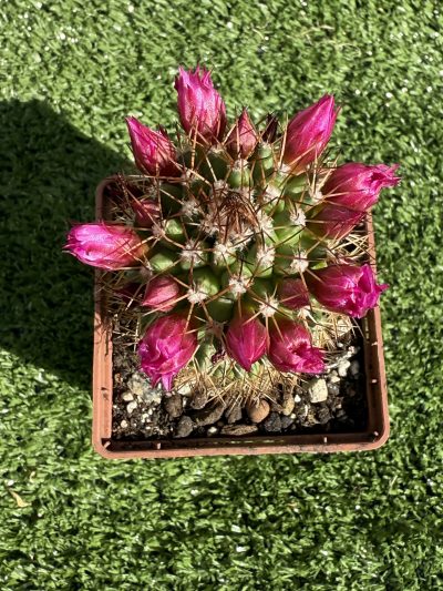 Mammillaria spinosissima