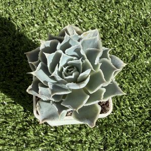 Echeveria Laguna Sanchez