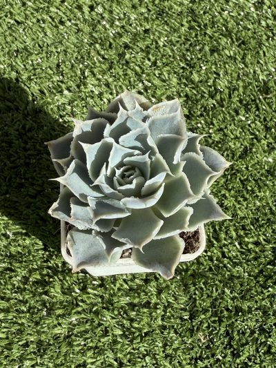 Echeveria Laguna Sanchez