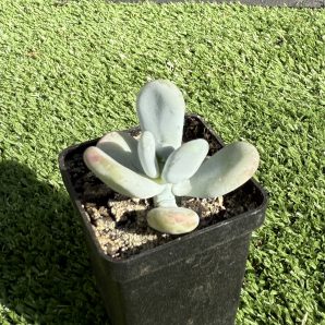 Pachyphytum oviferum | 96