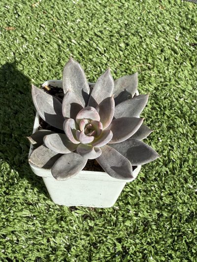 Echeveria Silver Queen - Зображення 2