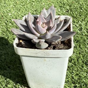 Echeveria Silver Queen
