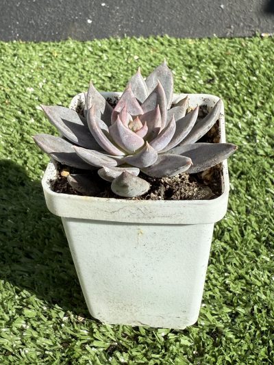 Echeveria Silver Queen