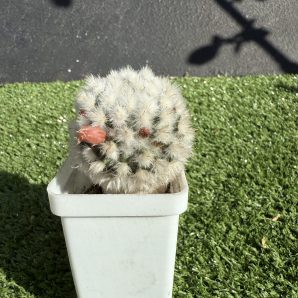 Mammillaria bocasana v. multilanata